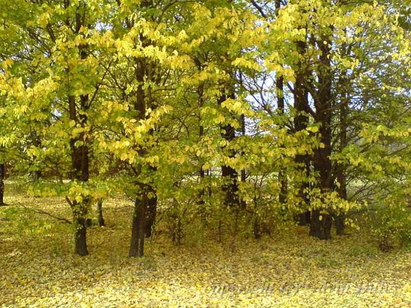 Autumn colours, creekside, Armidale DSC00644.JPG